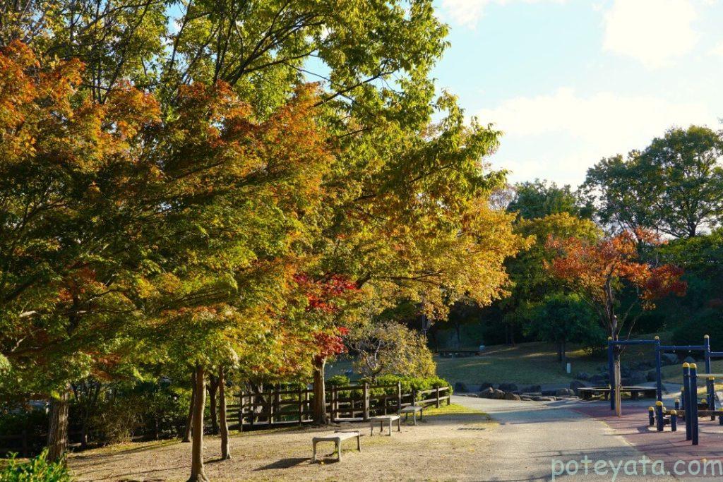 聚楽園公園の色づきはじめたもみじの木