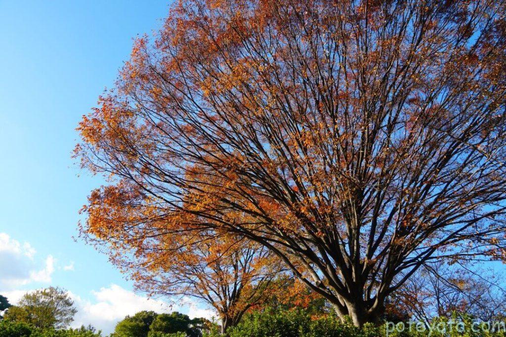 聚楽園公園の中にあるけやきの木