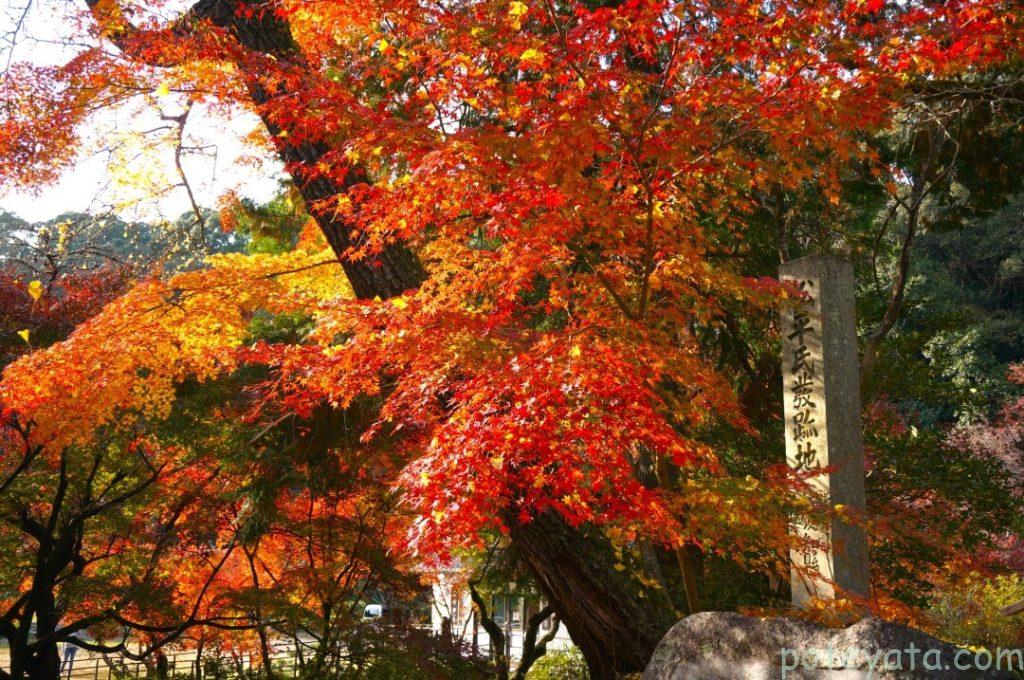 松平東照宮の隣にあるもみじの木