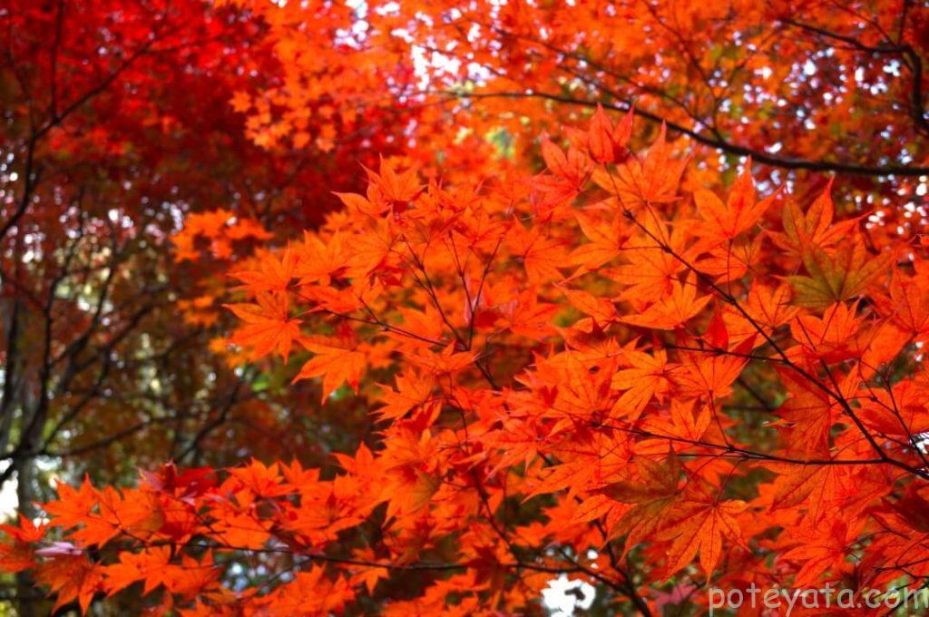 松平郷の紅葉の様子