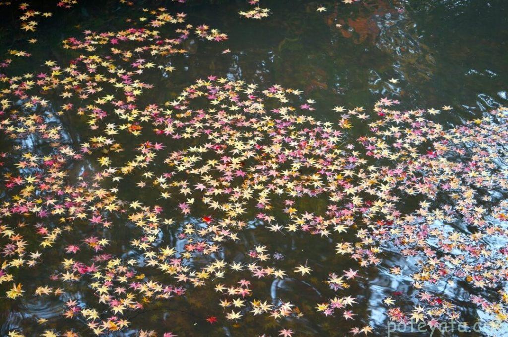 松平東照宮の水濠に浮かぶもみじの葉