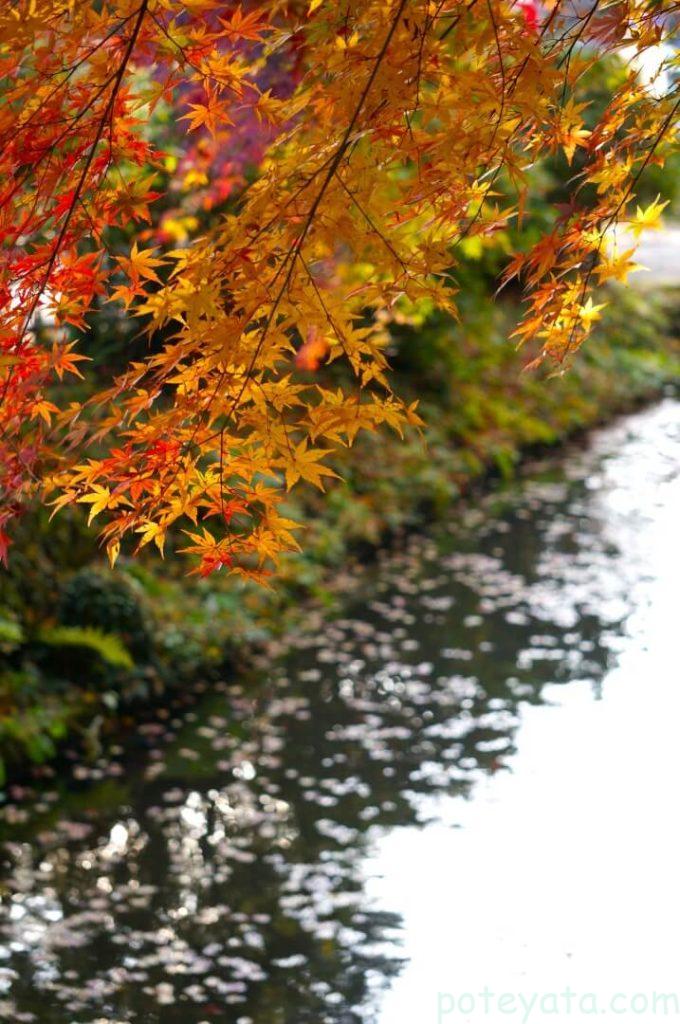 赤く染まるもみじと水濠