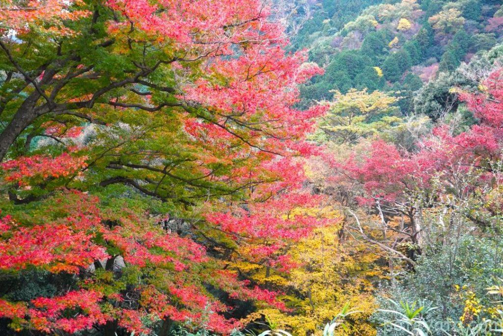 行基寺の山の紅葉