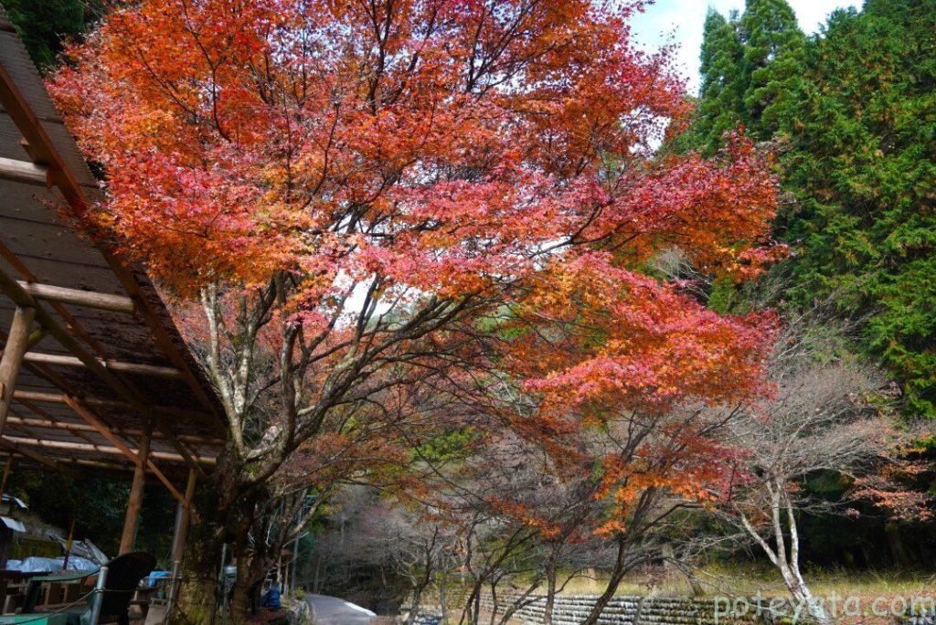 五宝滝へ行く途中にある綺麗に紅葉したもみじの木