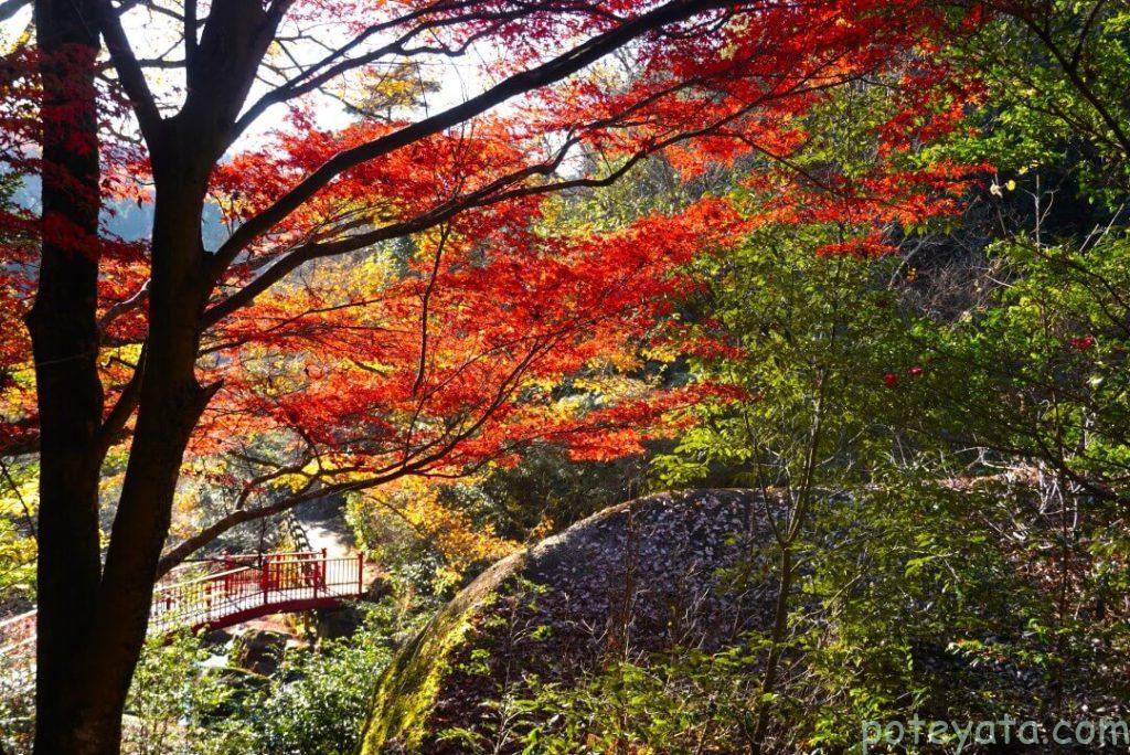 鬼岩公園にある見返り橋からの紅葉