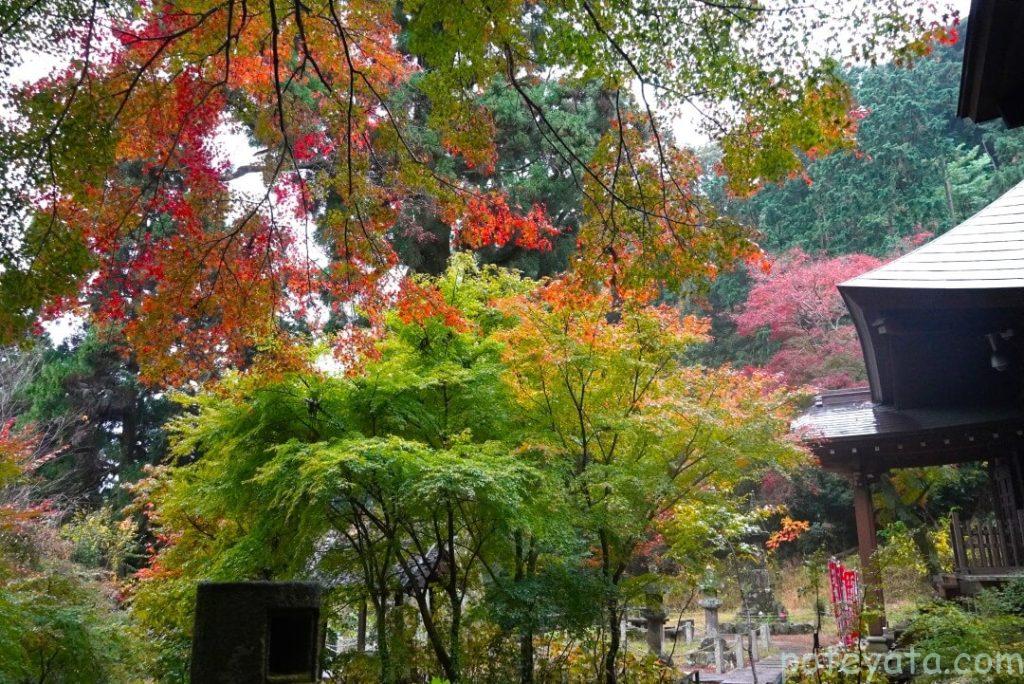 普門寺に植えられたもみじの木