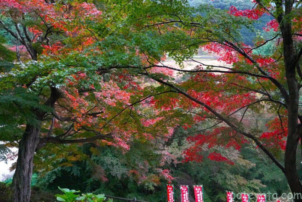 普門寺の境内を彩る紅葉