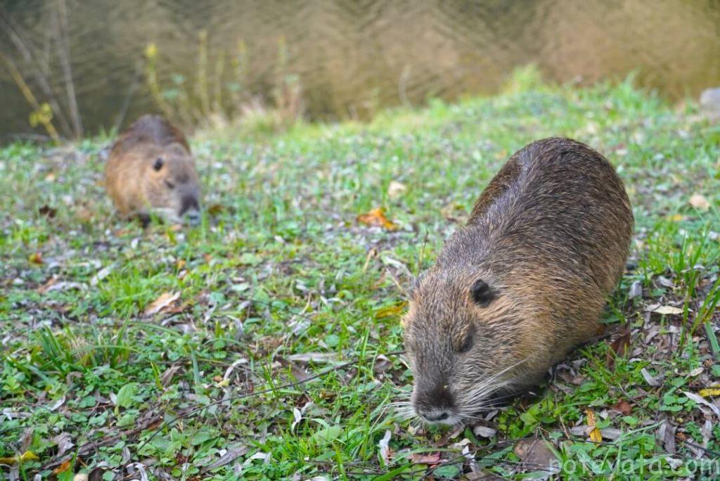 定光寺公園にいるヌートリア