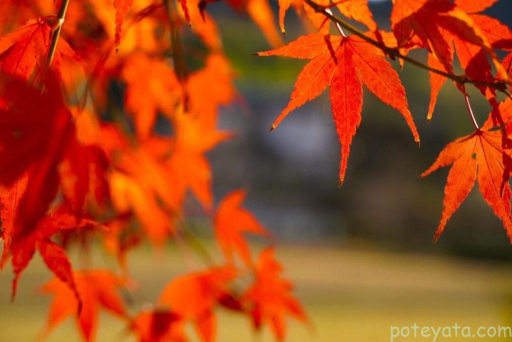 夕陽に照らされたもみじ