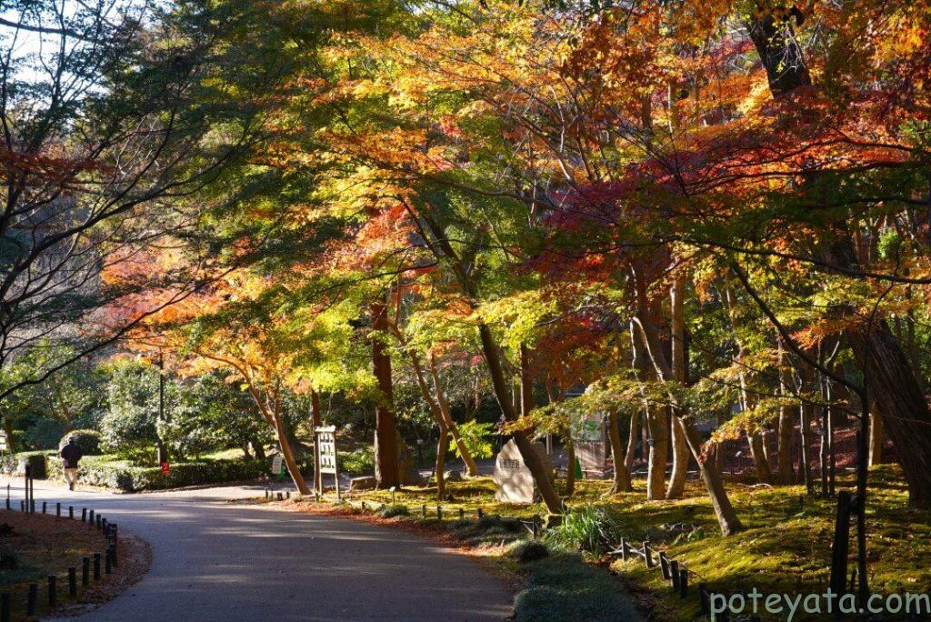 東山植物園の万葉の散歩道の紅葉