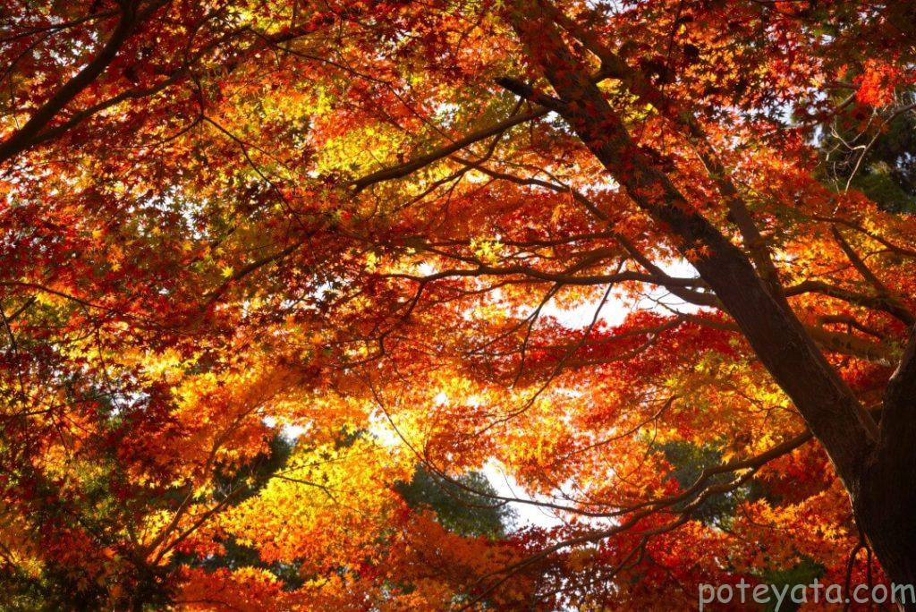 東山植物園のもみじの紅葉