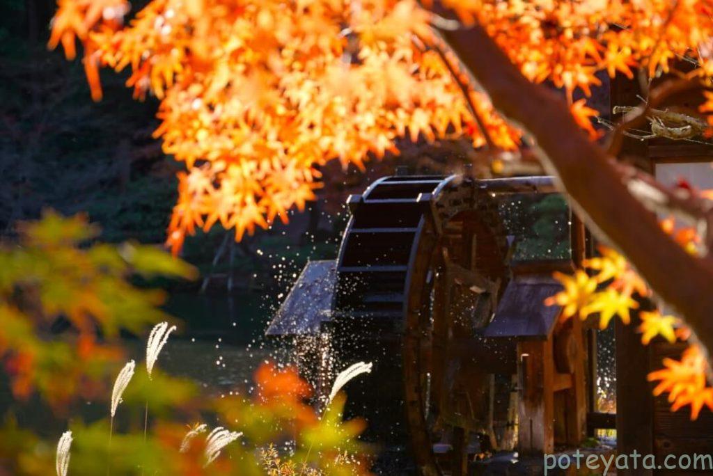 東山植物園にある水車