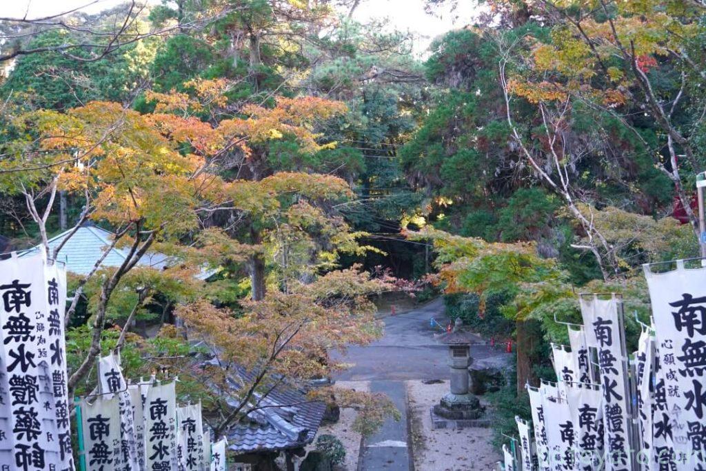 真福寺の階段横に植えられたもみじの木