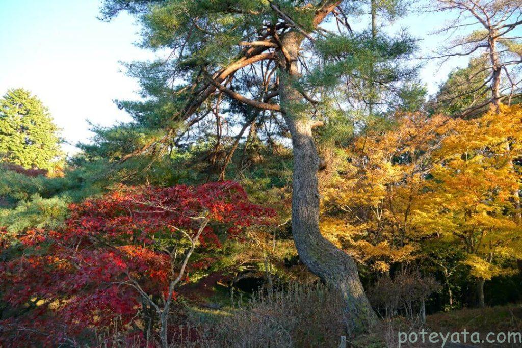 めい想の森の松の木と紅葉