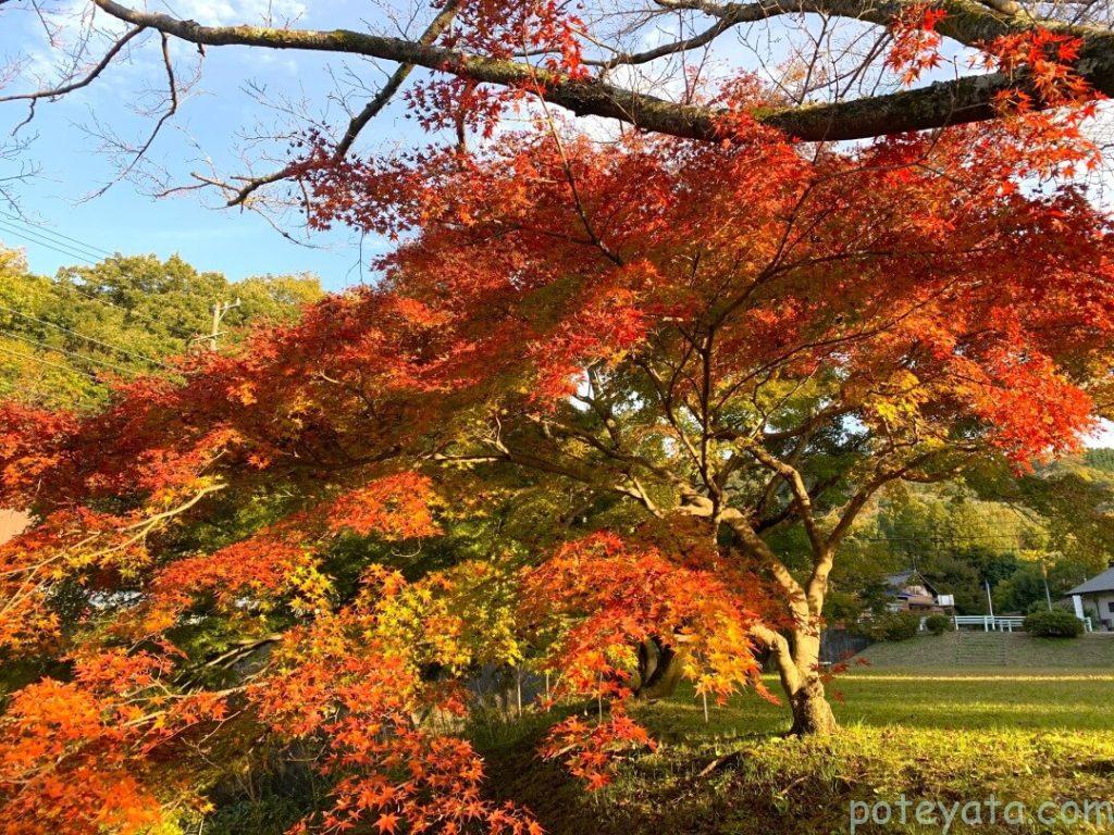 定光寺公園に植えられたもみじの木