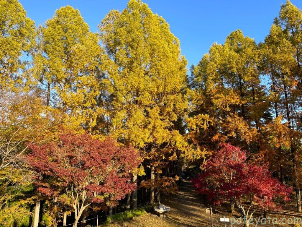 めい想の森のメタセコイアともみじの紅葉