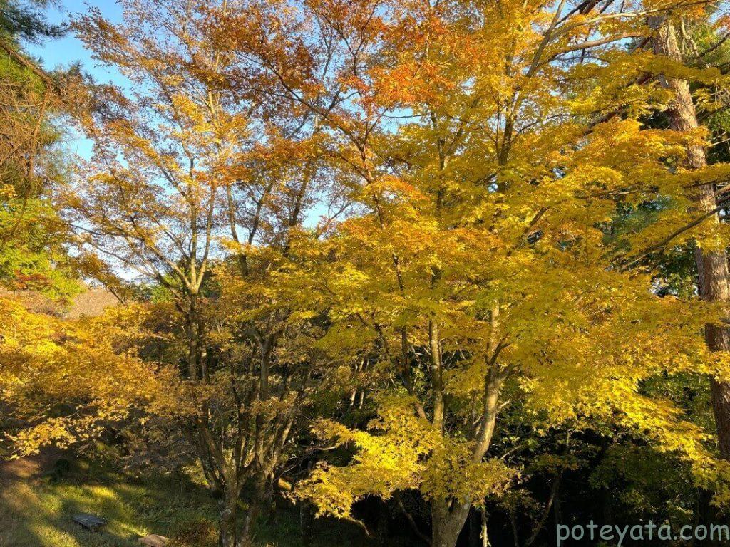 めい想の森の黄色に紅葉したもみじの木