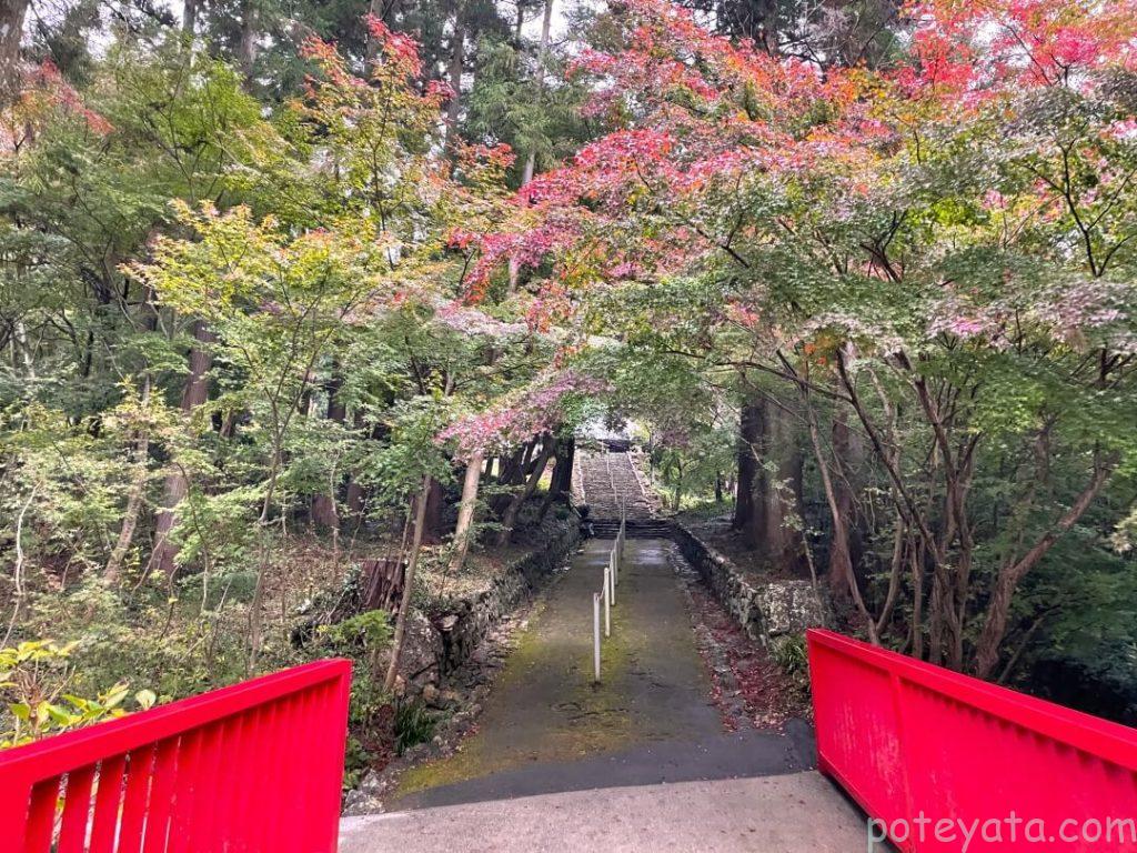 普門寺本堂に続く道に被さるもみじの木