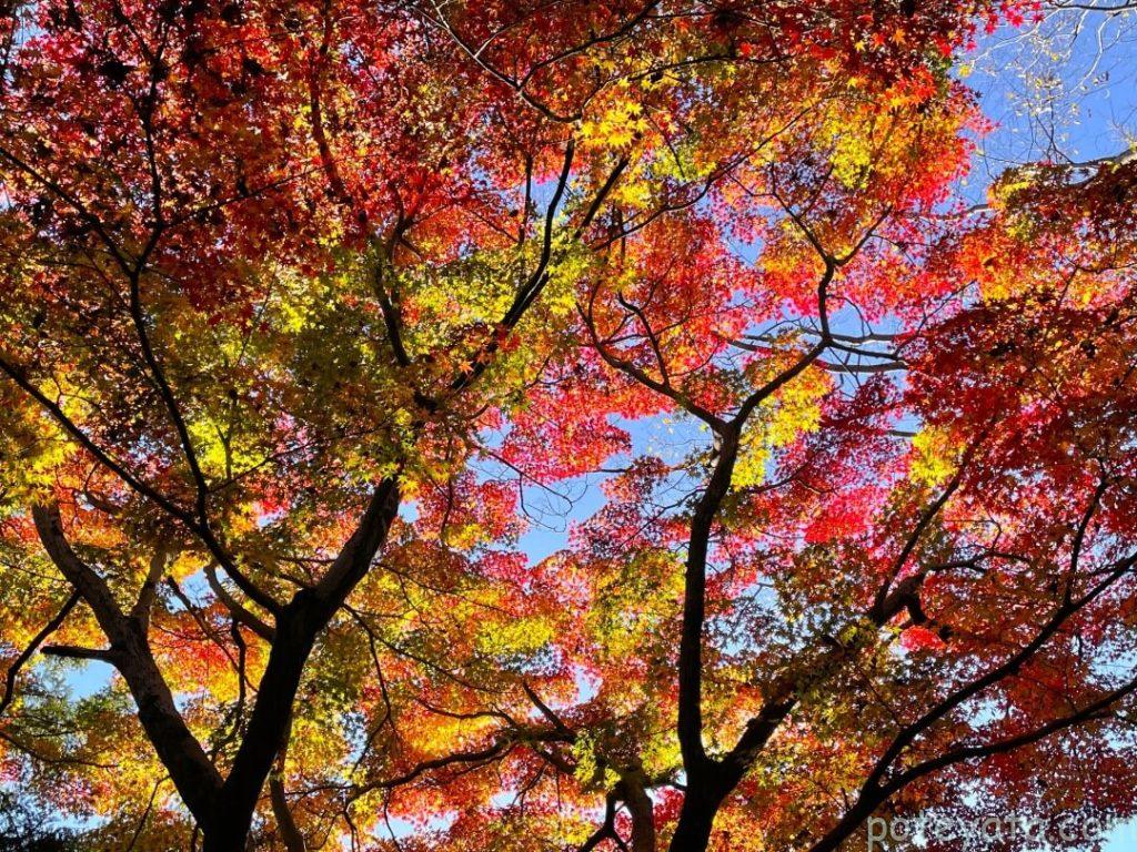 グラデーションが綺麗なもみじの木