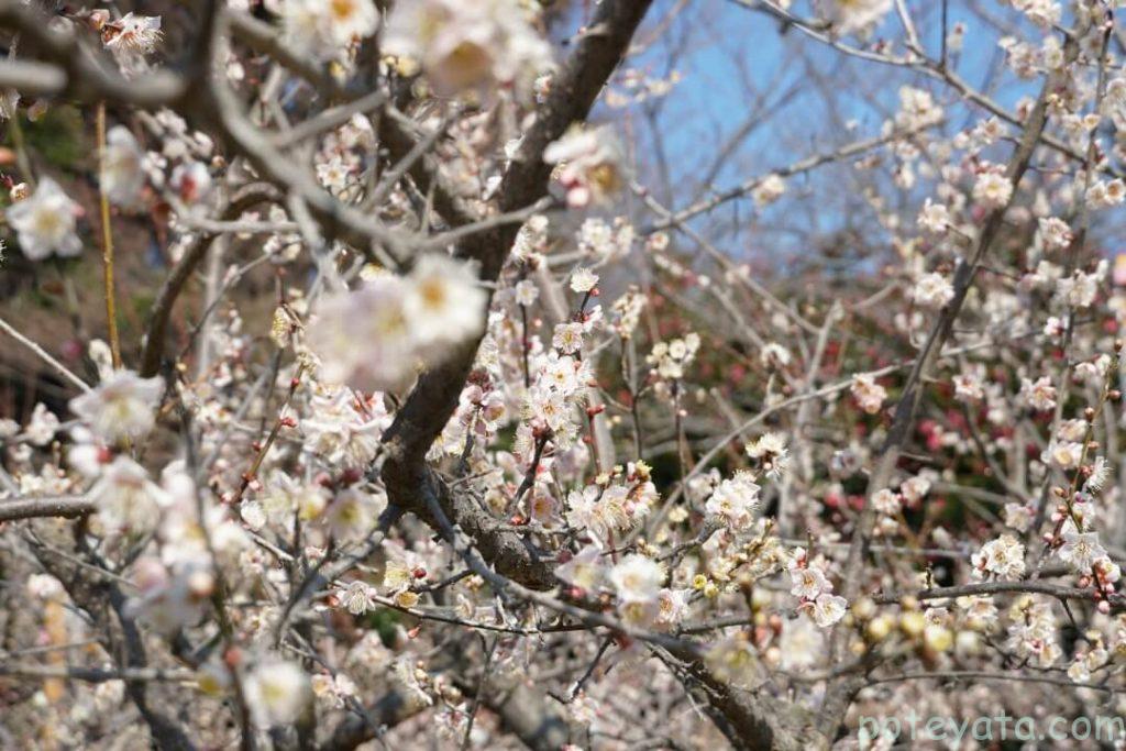 綺麗に咲き誇る佐布里梅