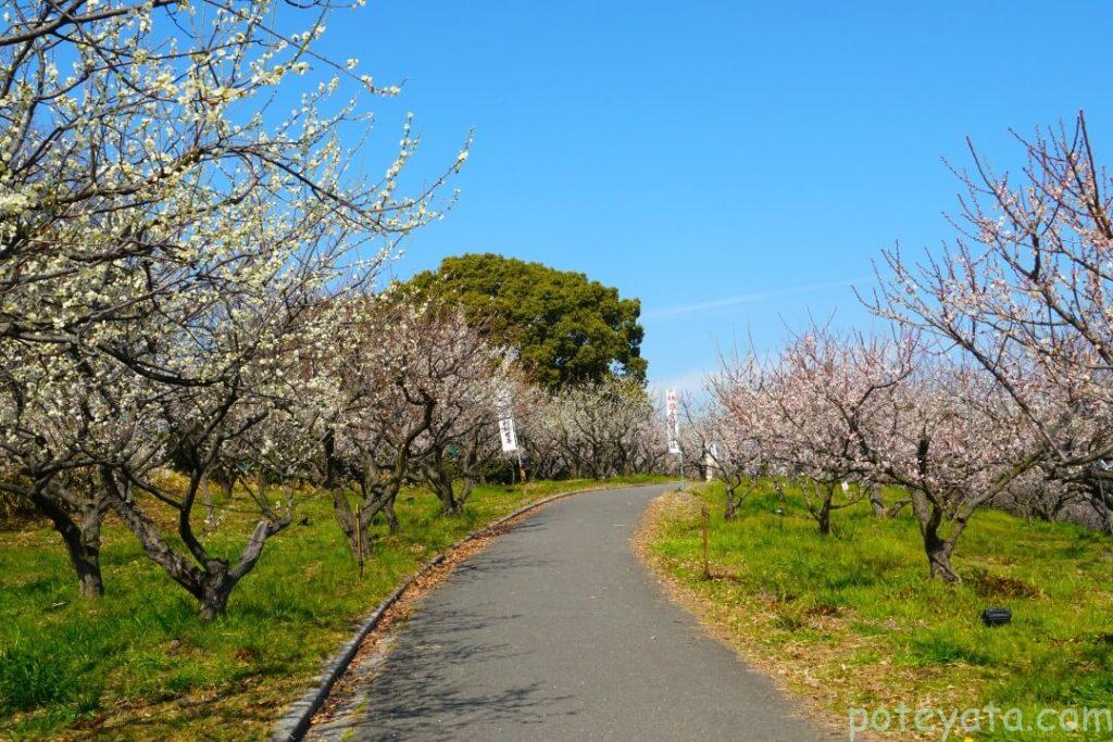 佐布里池にある高台へ続く道