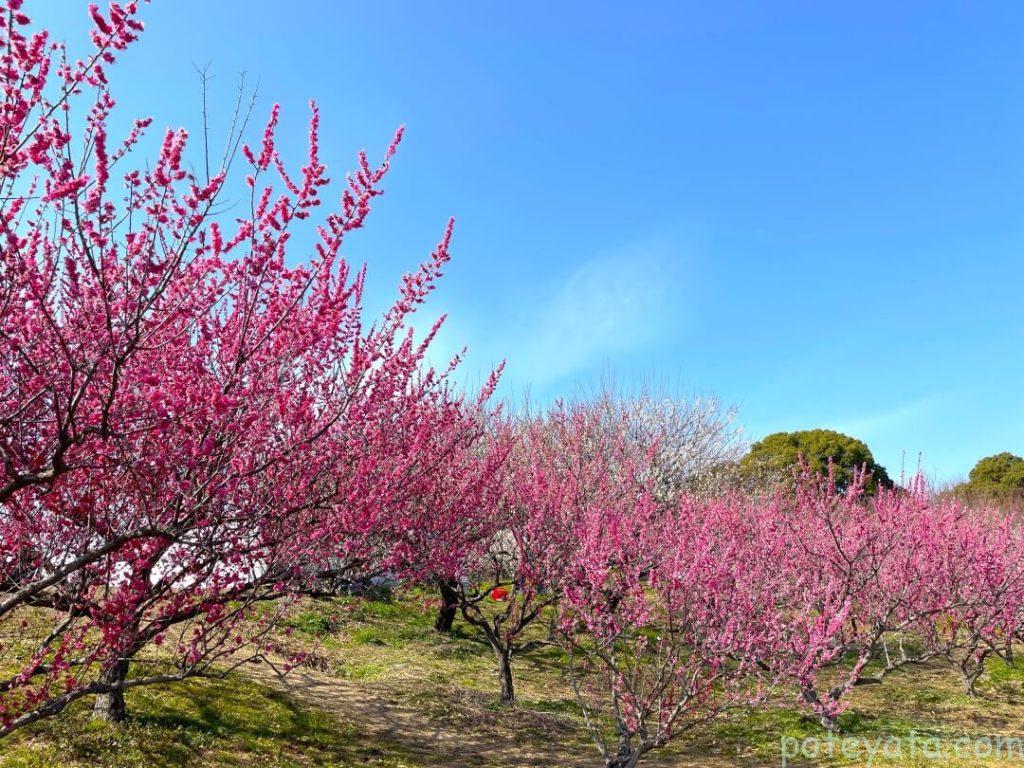 佐布里池公園に咲くピンク色の梅の木
