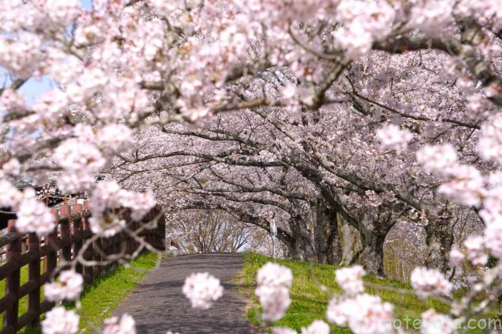 鞍ヶ池公園の桜並木