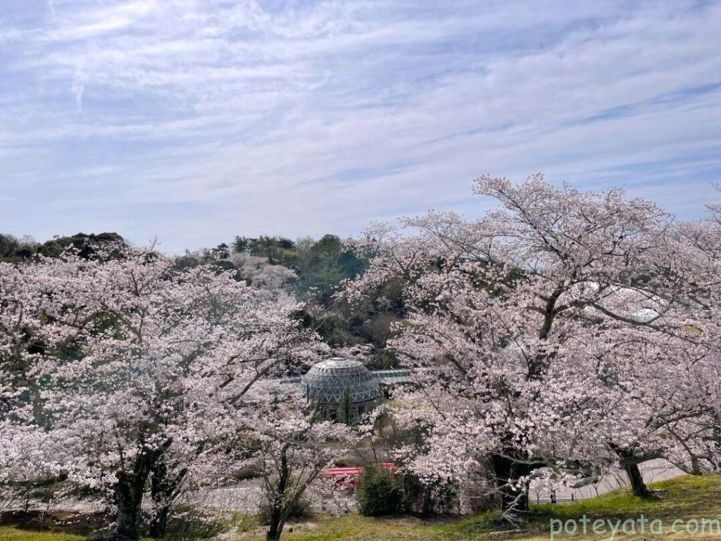 鞍ヶ池公園の中にある植物園と桜の木