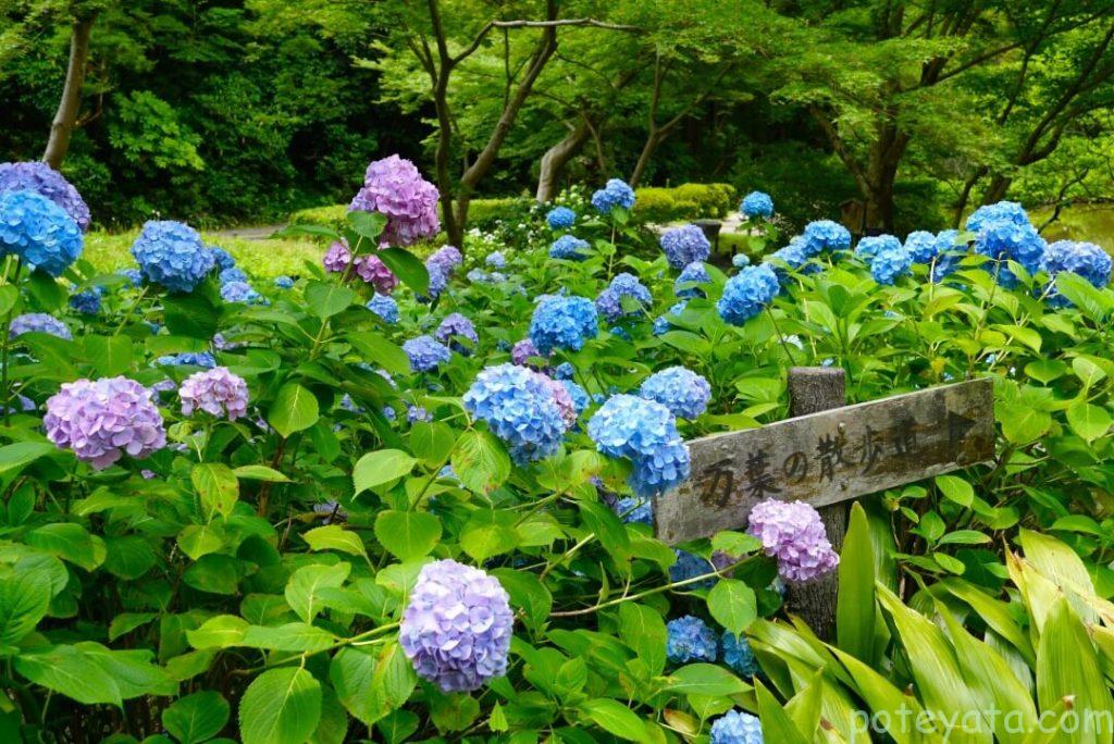 看板を囲うように咲く紫陽花