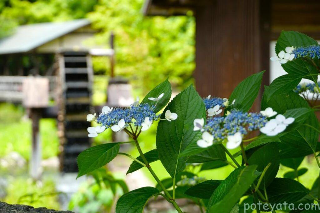 東山植物園の水車と紫陽花