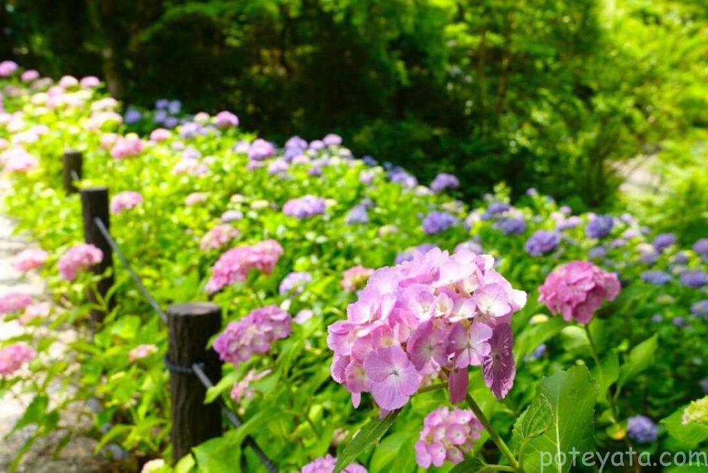 東山植物園に咲く紫陽花