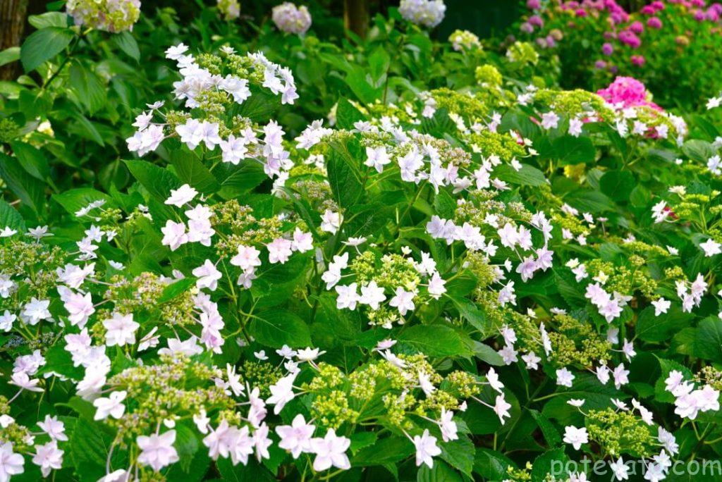 茶屋ヶ坂公園に咲く星型の紫陽花