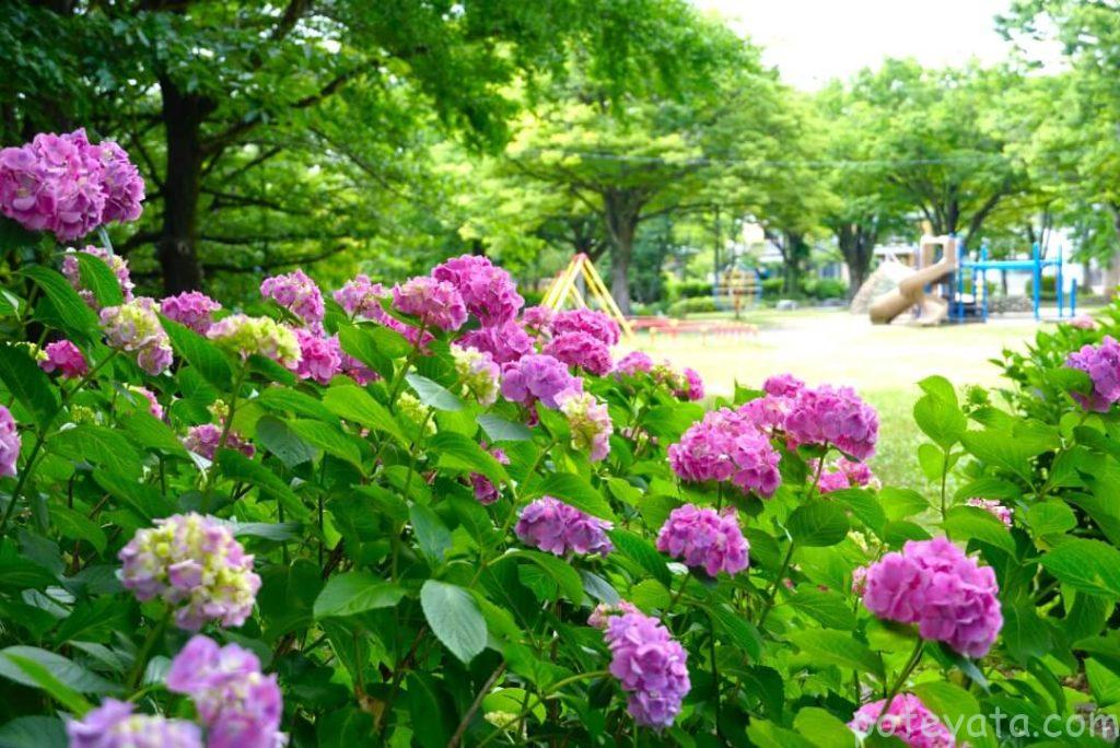 茶屋ヶ坂公園の遊具と紫陽花