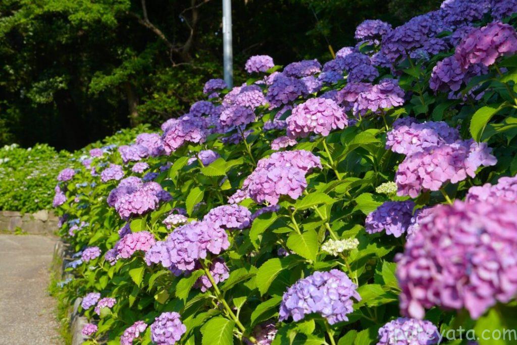 鶴舞公園に咲く紫陽花