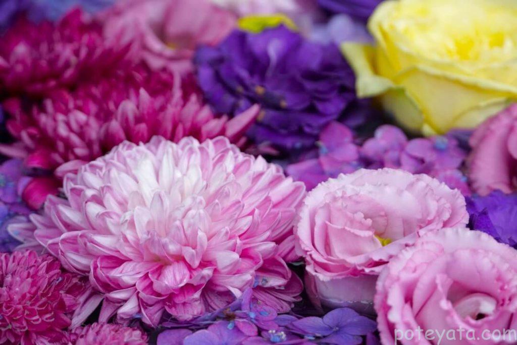 常念寺の花手水に浮かぶ紫色の花
