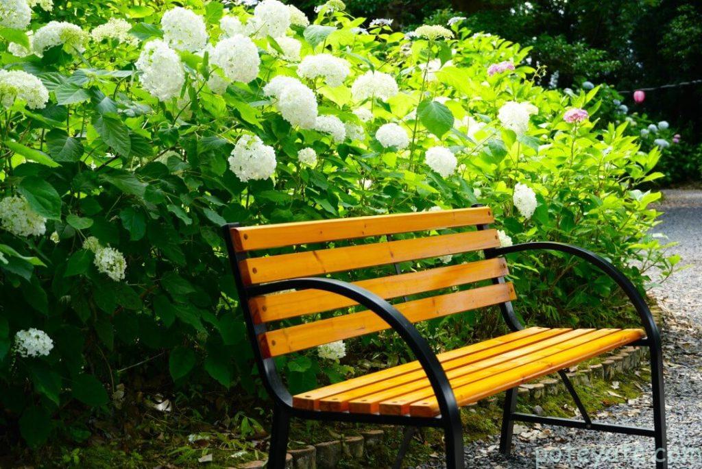 御裳神社の中にあるベンチの後ろに咲く紫陽花