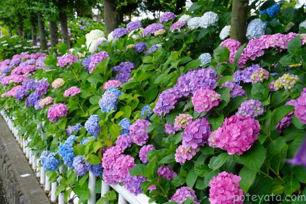 性海寺に咲く色とりどりの紫陽花