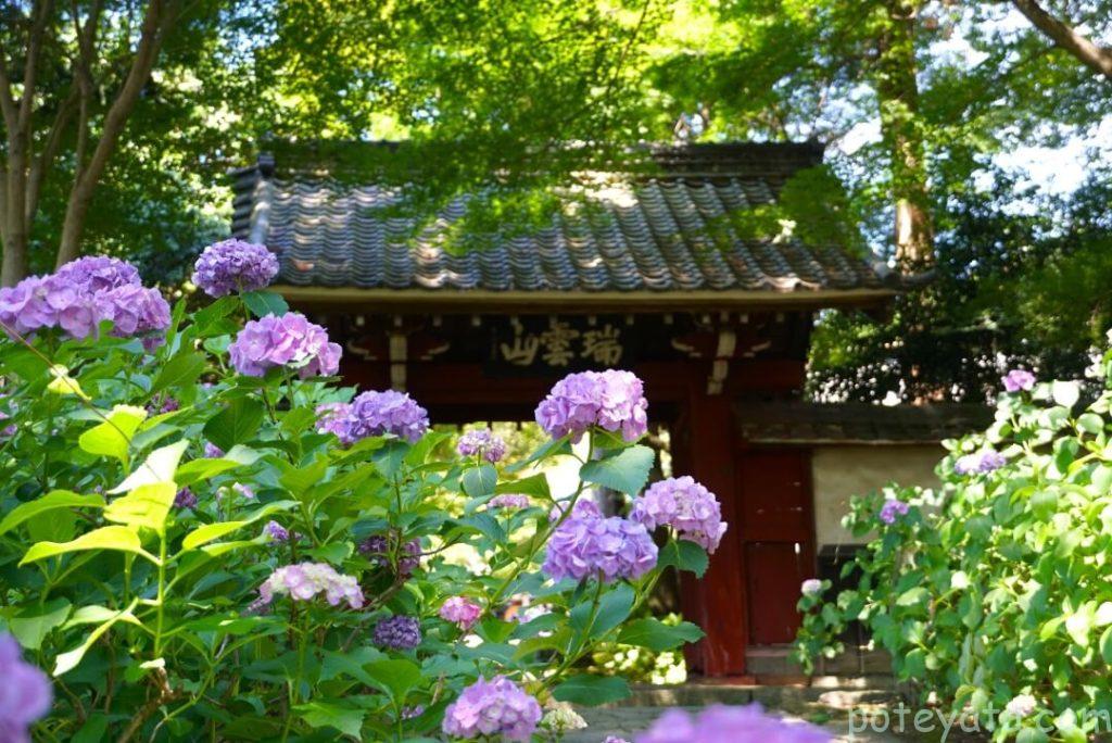 本光寺の山門と紫陽花