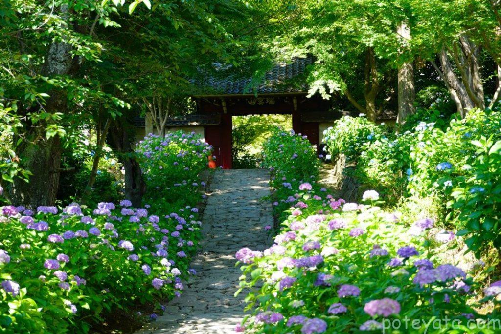 本光寺の参道に咲く紫陽花
