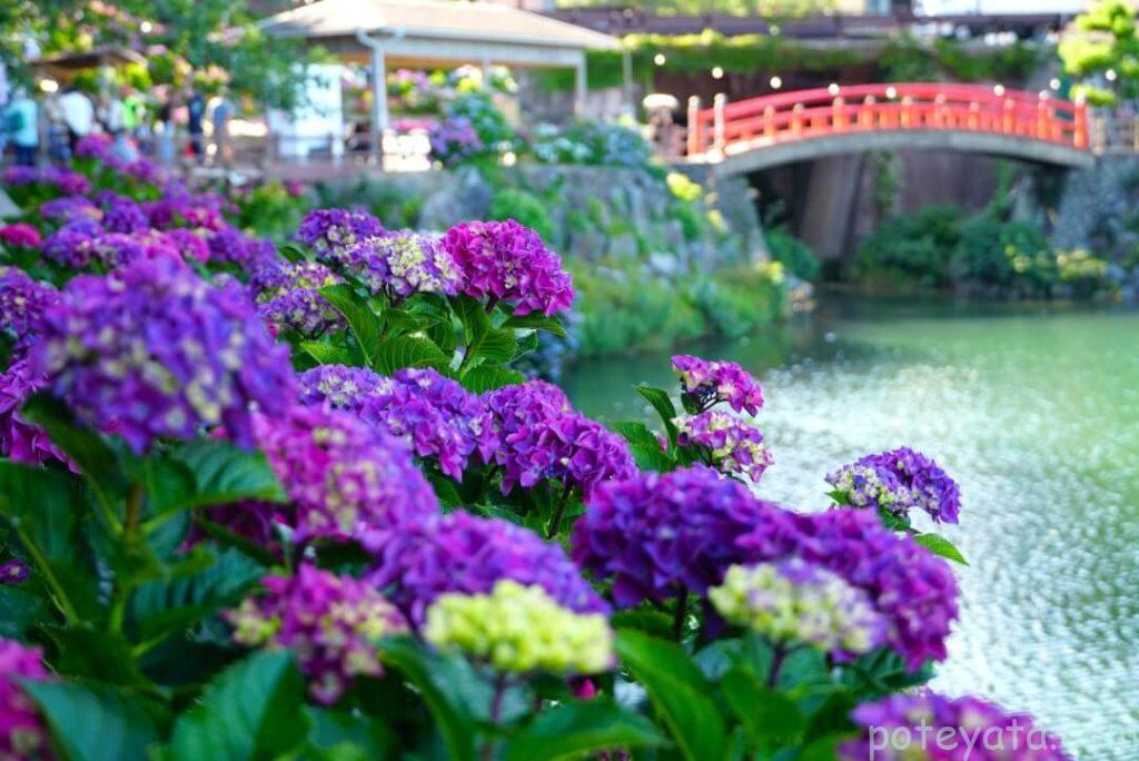 あじさいの里にある赤い橋と紫の紫陽花