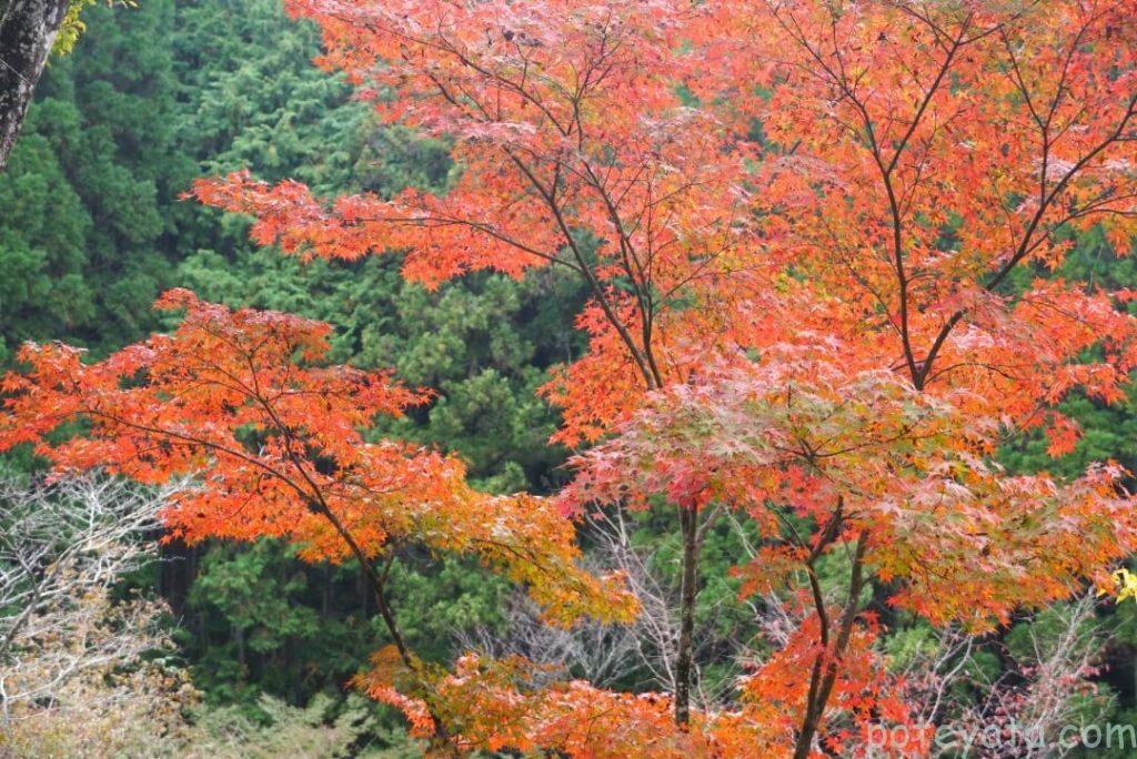 荒川豊蔵資料館の庭にある紅葉した木