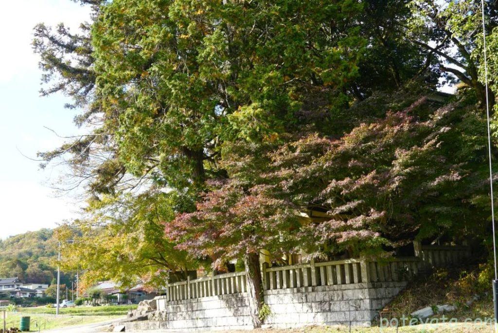 木瀬八柱神社の周りに植えられているもみじの木