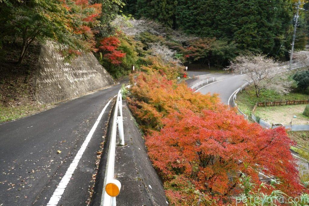 西運寺へ向かう道の横にある紅葉した紅葉の木々