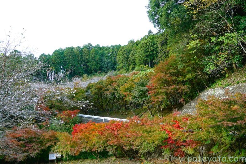 西運寺の山に植えられたもみじの木と四季桜