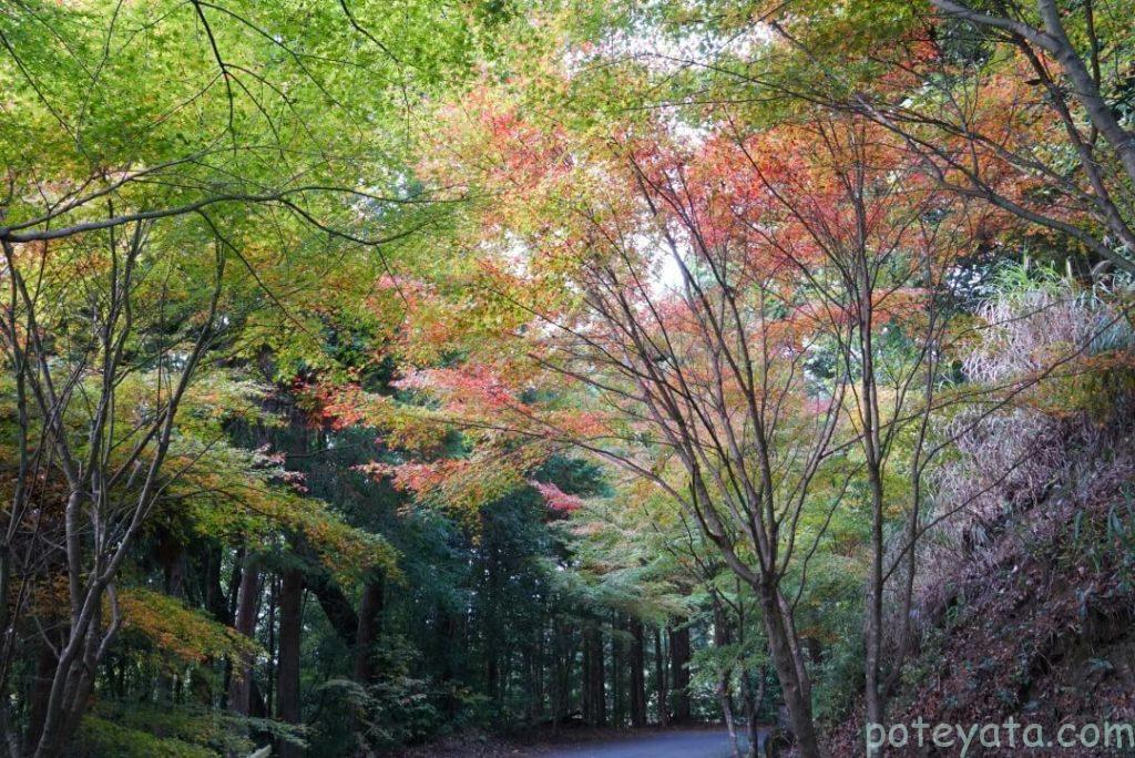 紅葉が始まった木々
