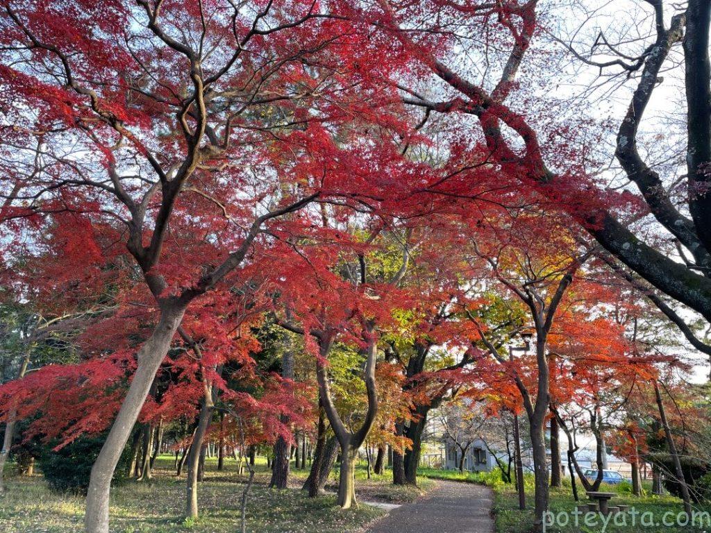 萬葉公園の紅葉したもみじの木