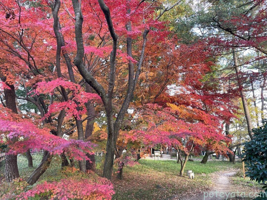 萬葉公園の遊歩道と紅葉