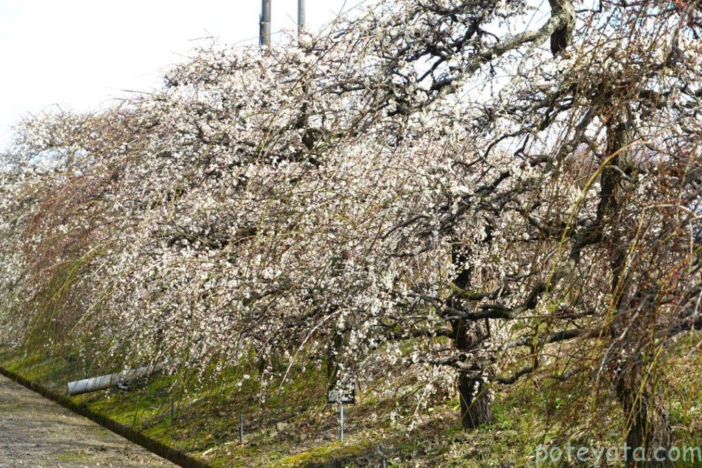 愛知県植木センターに咲くしだれ梅の木々