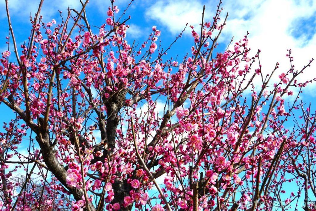 愛知県植木センターに咲くピンク色の梅の花と青空