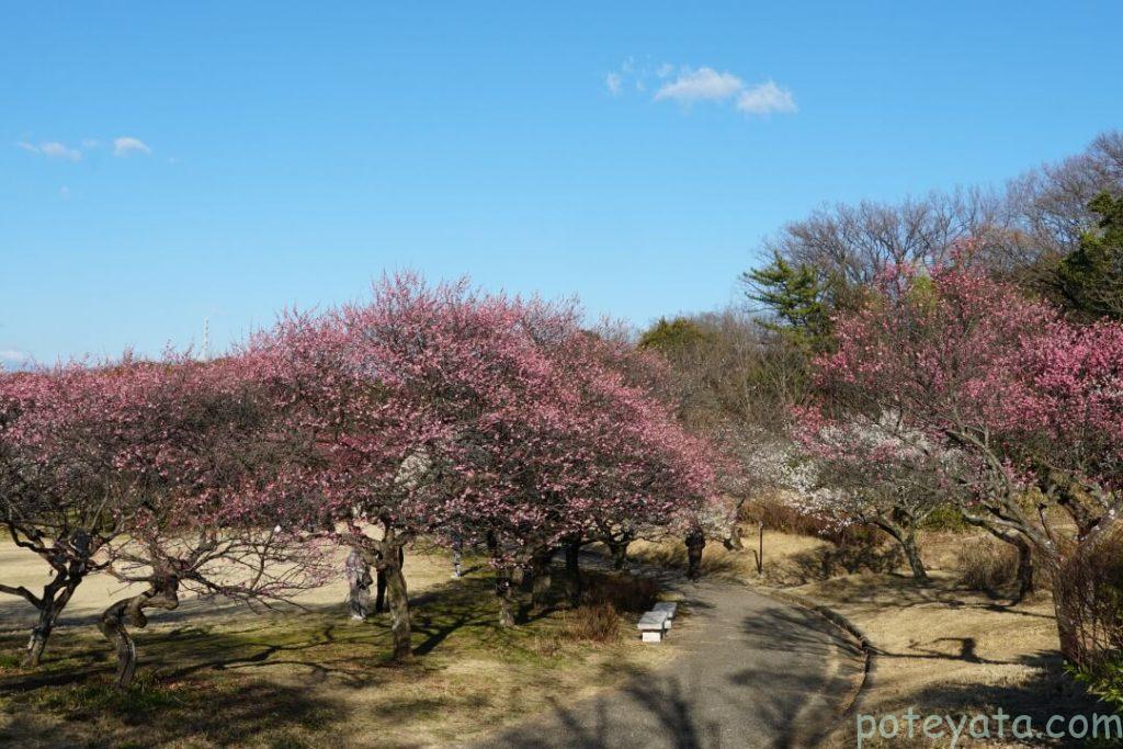 大高緑地にある梅林の入り口付近